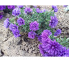 Айстра новобельгійська махрова бордюрна Almira Double Purple